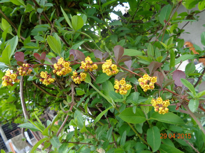 DSC03323 - Berberis