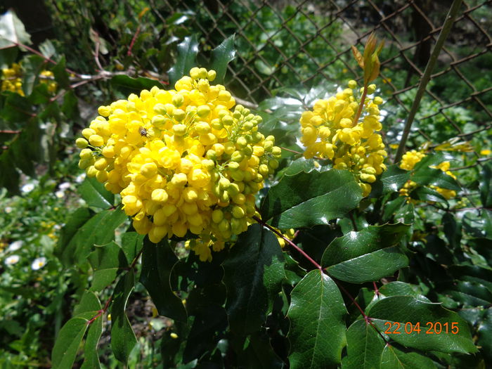 DSC03295 - Mahonia aquifolium
