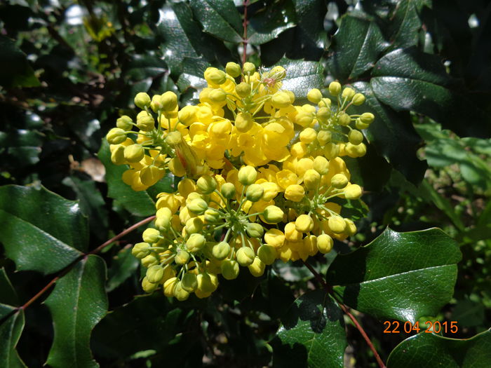 DSC03296 - Mahonia aquifolium