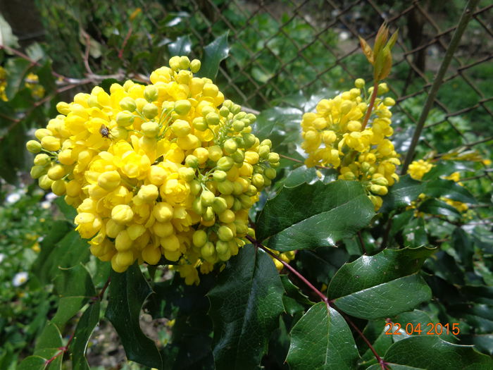 DSC03297 - Mahonia aquifolium