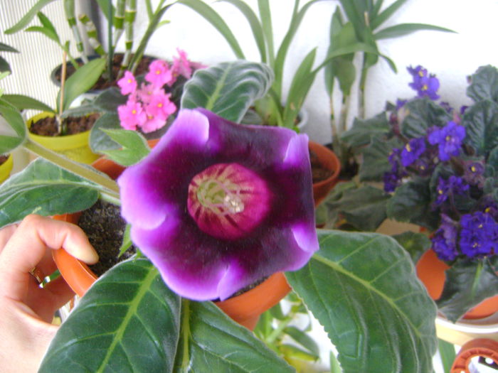 DSC07497 - GLOXINIA