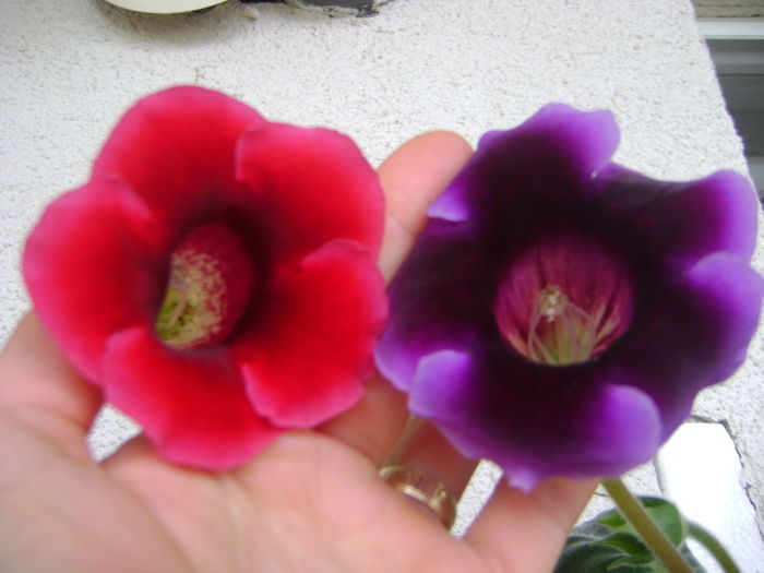 DSC07498 - GLOXINIA