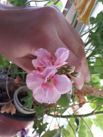 20150415_035421 - B muscate