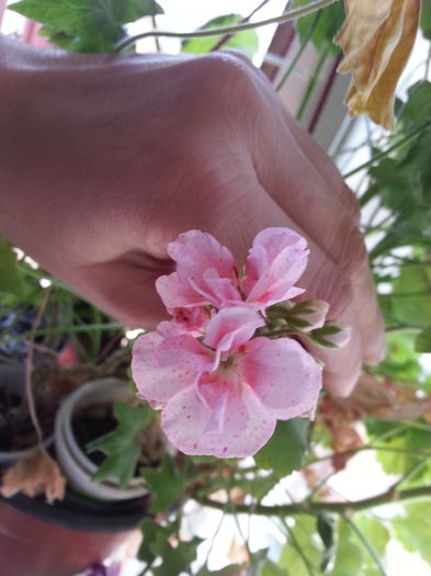 20150415_035422 - B muscate