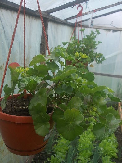 DSCN0764 - Sera 2015