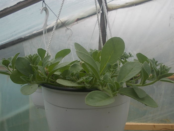 DSCN0766 - Sera 2015