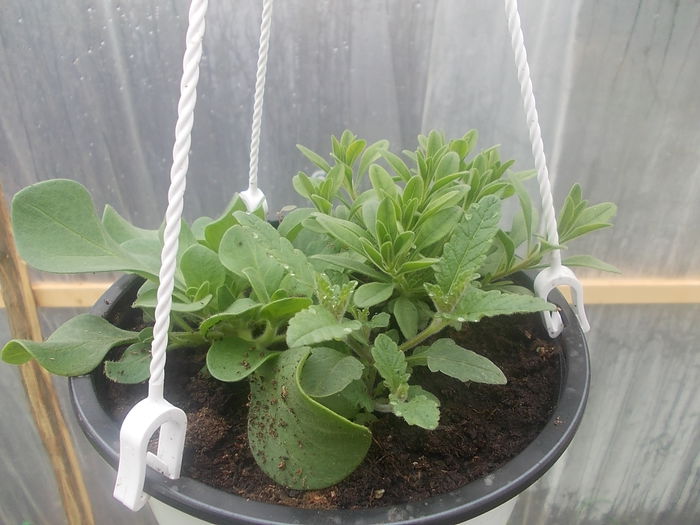 DSCN0769 - Sera 2015