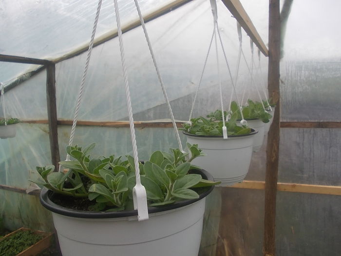 DSCN0770 - Sera 2015