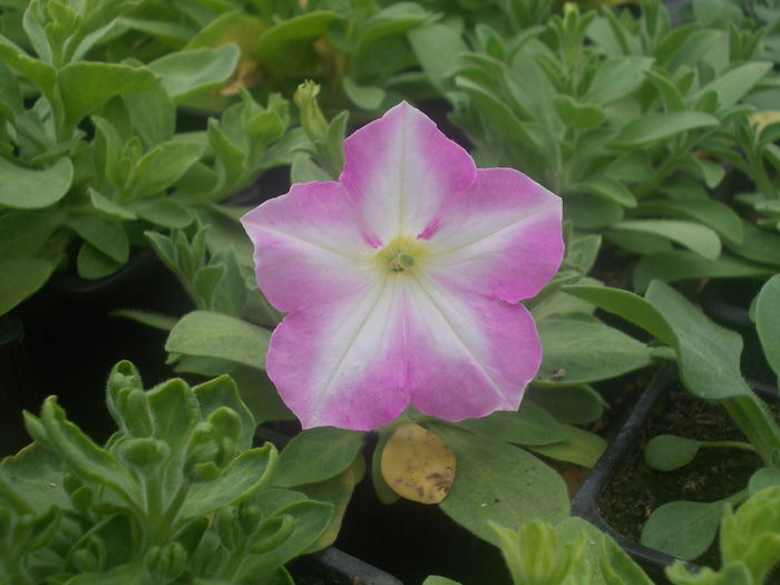 DSCN0747 - Sera 2015