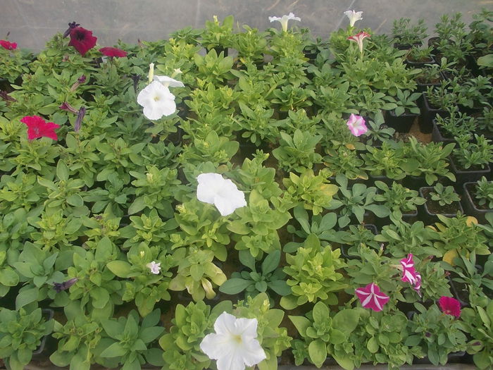 DSCN0730 - Sera 2015