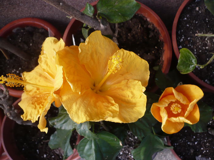 29.04.2015 - HIBISCUSI 2015-1