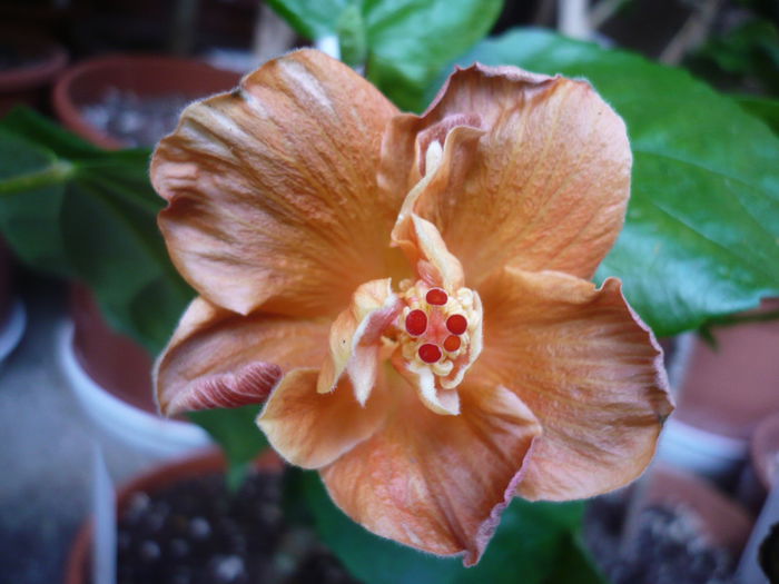 P1210924 - HIBISCUSI 2015-1