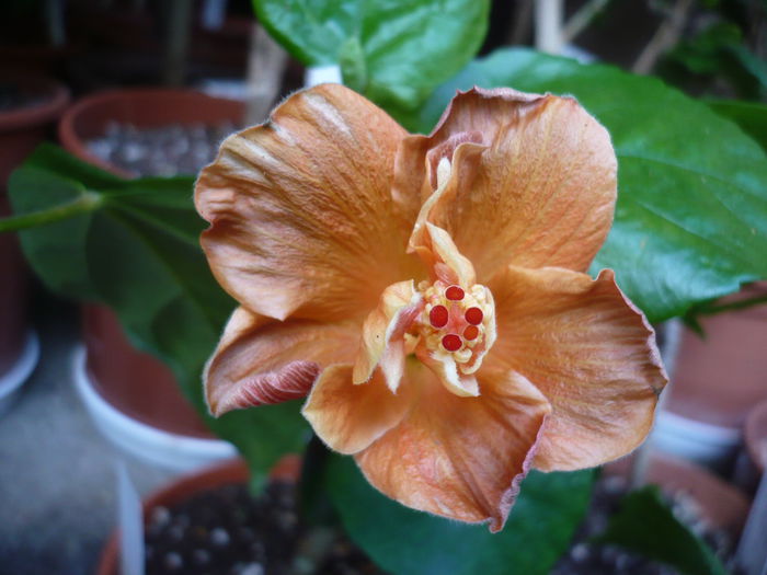 P1210928 - HIBISCUSI 2015-1