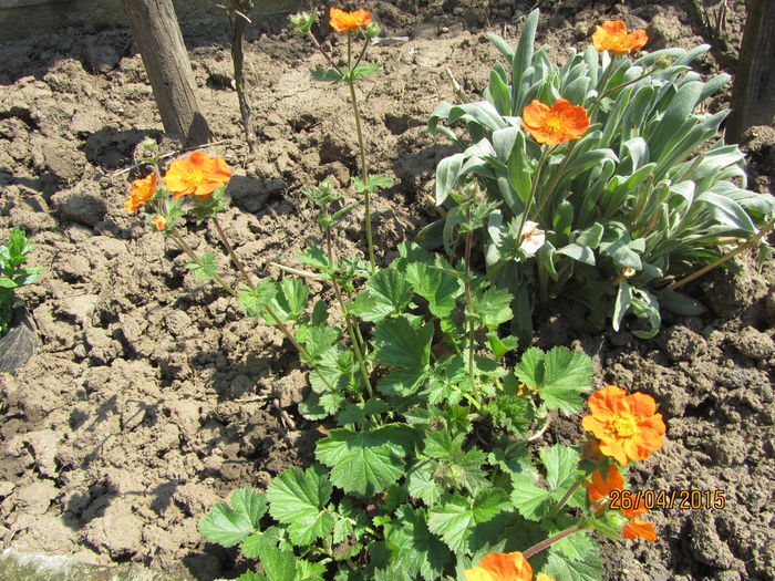IMG_0218 - Flori de gradina-2015Primavara