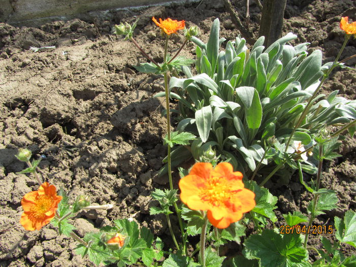 IMG_0219 - Flori de gradina-2015Primavara