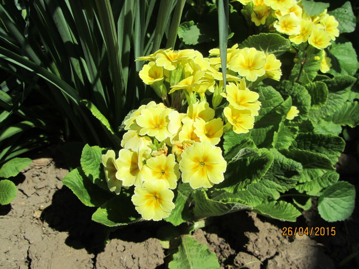 IMG_0217 - Flori de gradina-2015Primavara