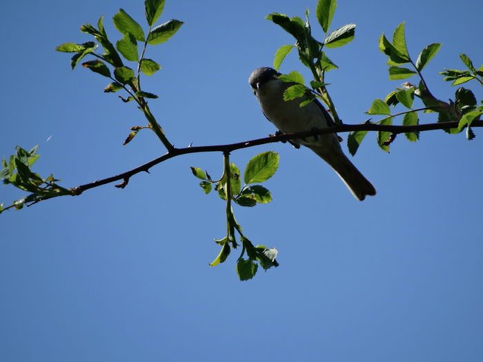 canta chiar interesant - a-vizitatorii gradinii-2015