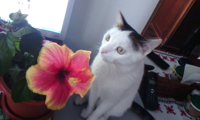 2015-04-29 18.07.47 - FELIX