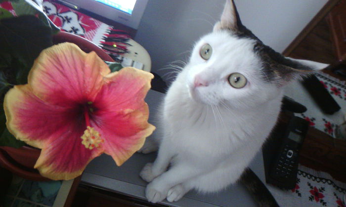 2015-04-29 18.08.24 - FELIX