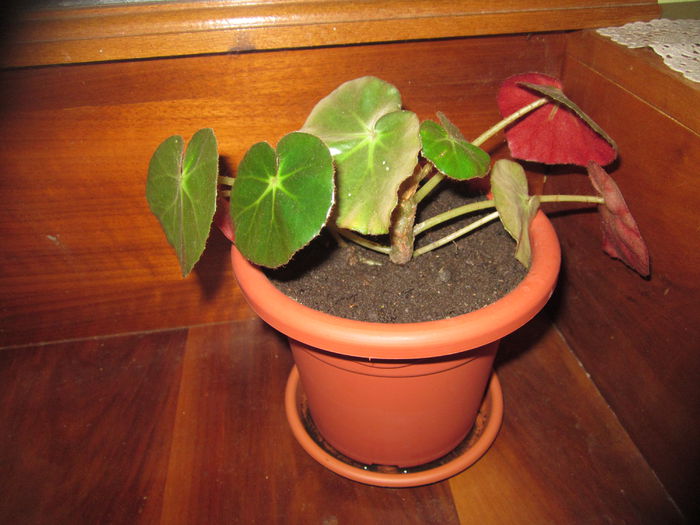 Begonia featsii - Begonii