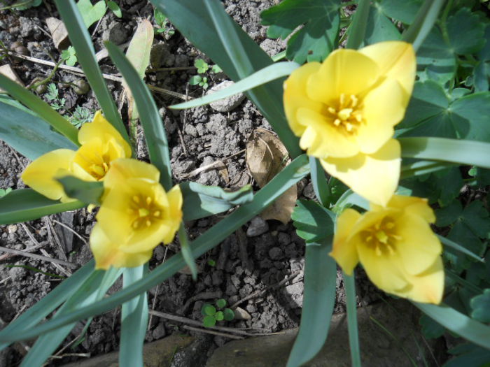 DSCN4253 - Flora_2015