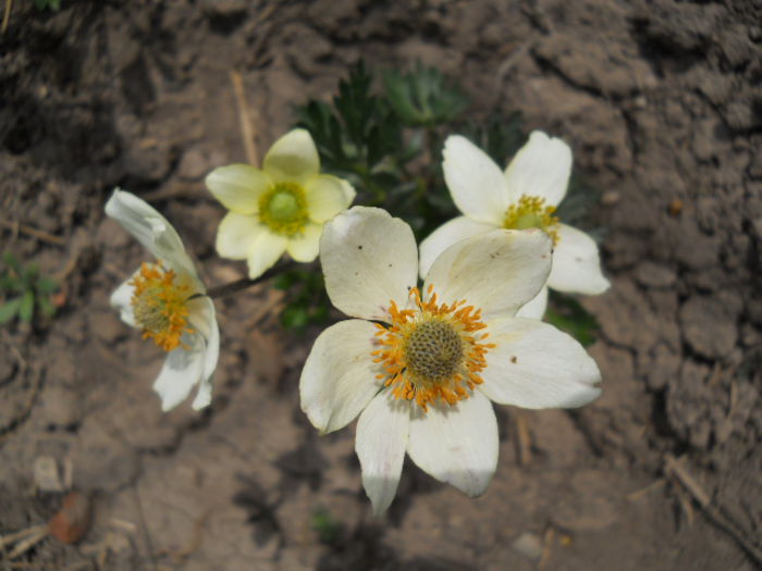 DSCN4264 - Flora_2015