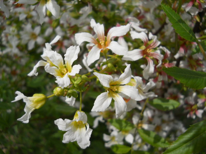 DSCN4282 - Flora_2015