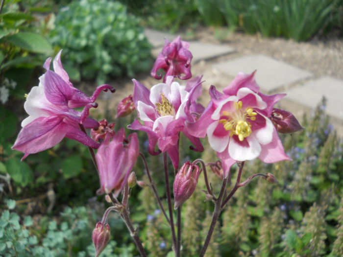 DSCN4287 - Flora_2015
