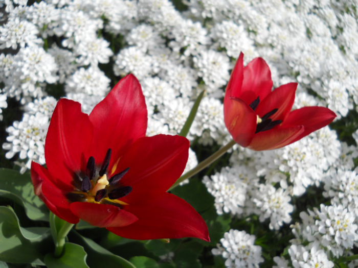 DSCN4288 - Flora_2015