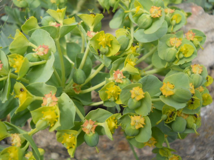 DSCN4298 - Flora_2015