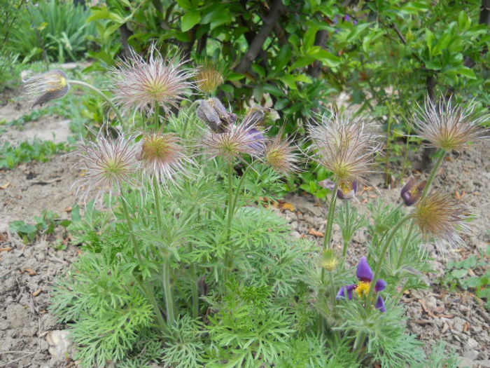 DSCN4299 - Flora_2015