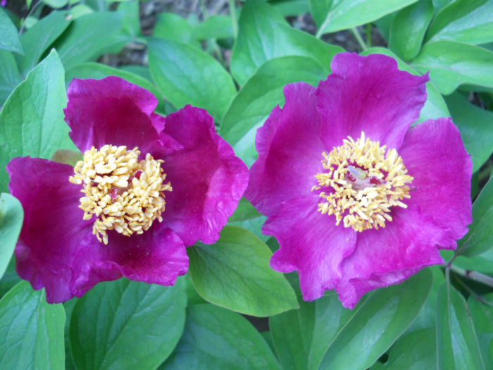 DSCN4306 - Flora_2015