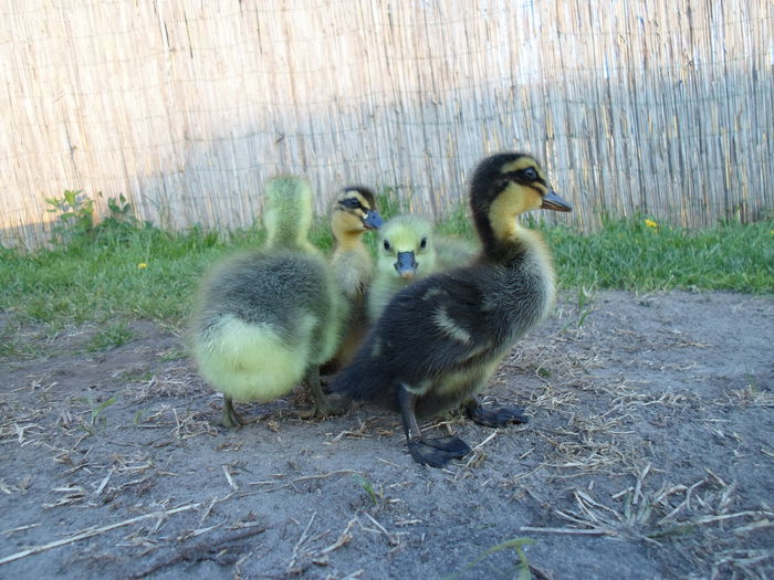 SAM_6833 - Toulouse ganse 2015-16