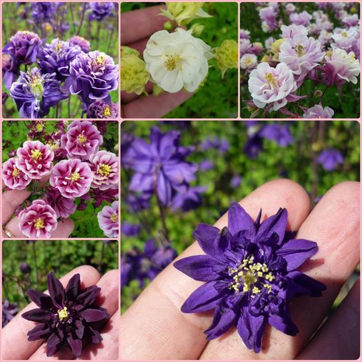 11146287_1069465753070623_815300762859836770_n