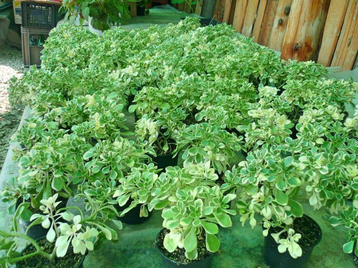 934790_913793208637879_8722568548701599921_n