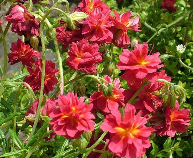 983673_860614370622430_5392159350017218464_n