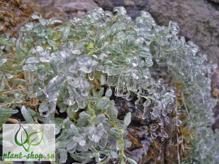 1503304_984984981518701_8315646906096181627_n