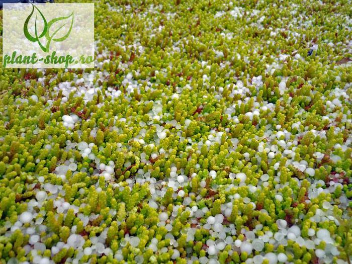 1621922_845128688837665_601508765155564236_n