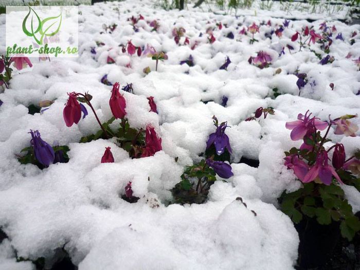 10154915_841256465891554_1814473070862164113_n