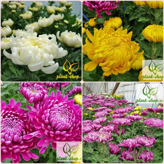 10262147_963257453691454_506123937236901670_n