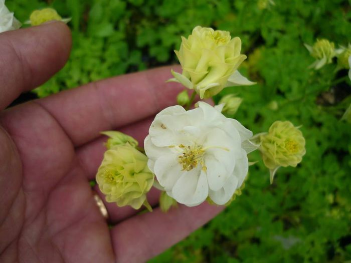 10406728_867751173242083_3675368685267992410_n