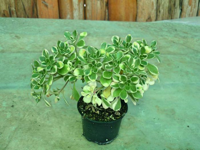 10612810_913793188637881_1275122689922468597_n