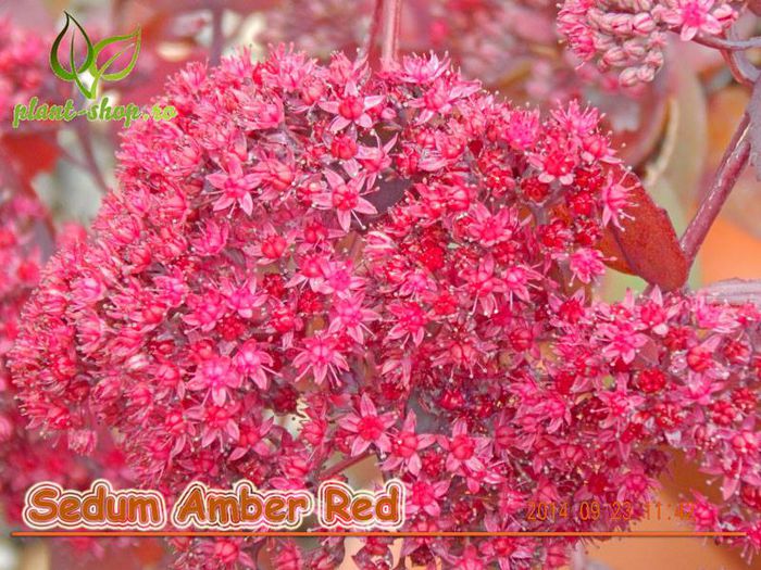 10696227_943008795716320_7396094016088581466_n