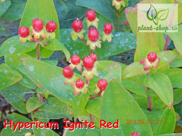 10703711_943535558996977_3162042040590004853_n