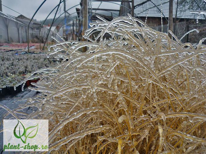 10806382_984984834852049_5386661404047587241_n