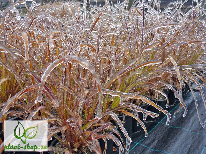 10806444_984984761518723_2452656614676526485_n