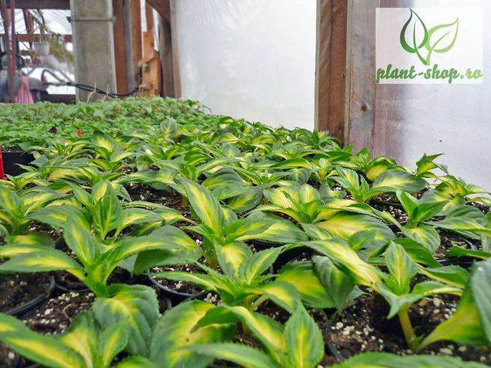 10953399_1029753167041882_8539190205517680623_n