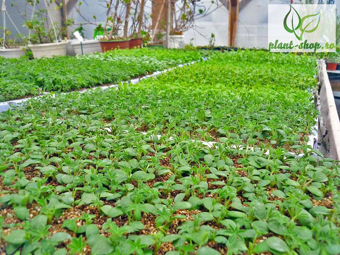 10955551_1029753180375214_1309027372940984197_n