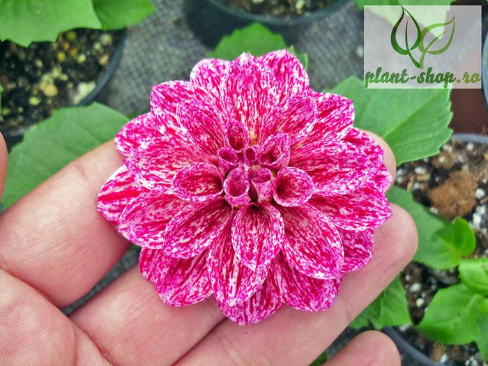 10987388_1060723790611486_4434430225125810698_n