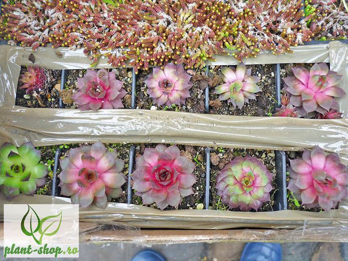 10995334_1046930725324126_8525479628984662952_n